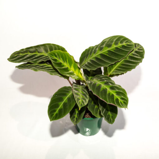 Calathea Warscewiczii