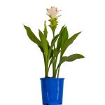 Curcuma Alba