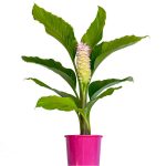 Curcuma Cordata Giant Pink