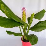 Curcuma Pink Cordata