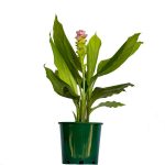 Curcuma Siam Pink