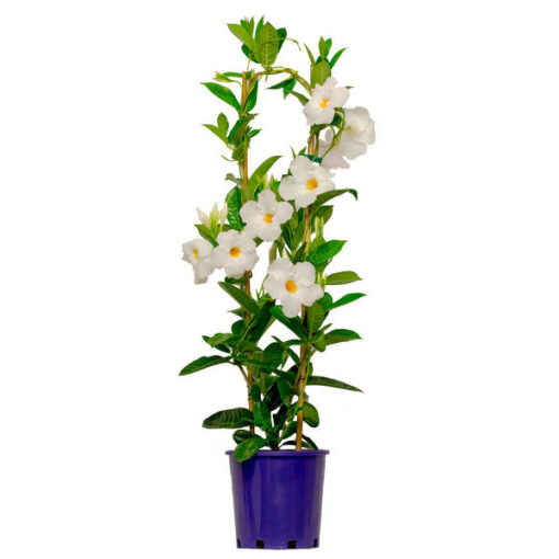 Mandevilla Agathe White