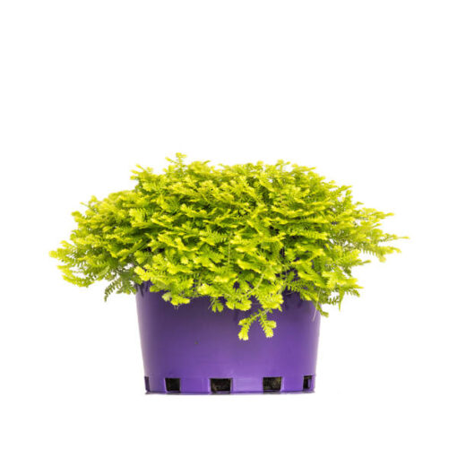 Selaginella Electric Blue Hanging Basket