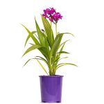 Spathoglottis Purple Passion