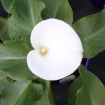 Zantedeschia Aethiopica Santa