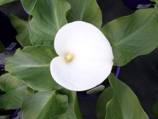 Zantedeschia Aethiopica Santa