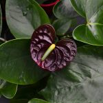 Anthurium Black Queen