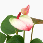 Anthurium Andreanum Elegance delicate anthurium pink/white flower in green lush foliage