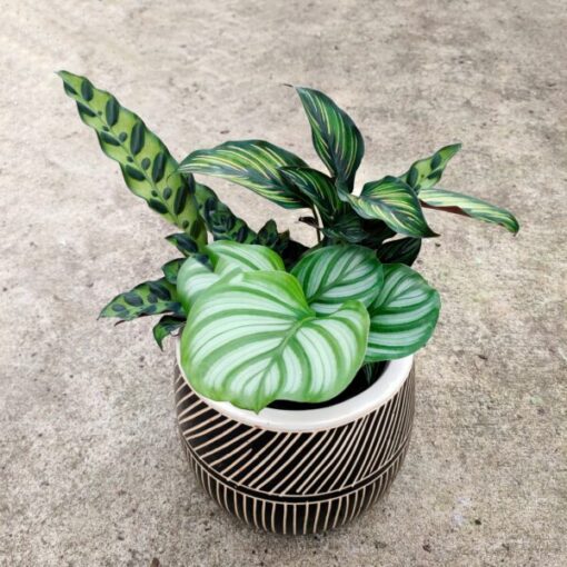 Beautiful green indoor plants in a striped pot