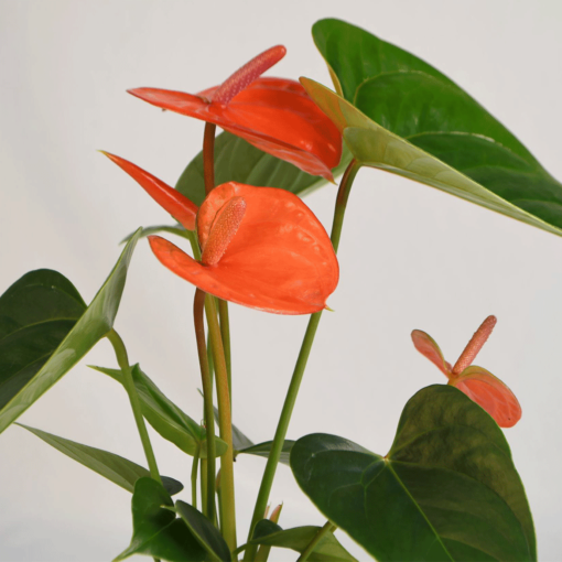 Close up shot of Anthurium Bugatti Royale with three coral orange spathe flowers and green heart-shaped leaves