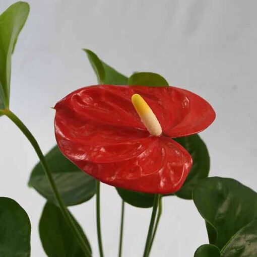 Beautiful red anthurium flower with lush green foliage.