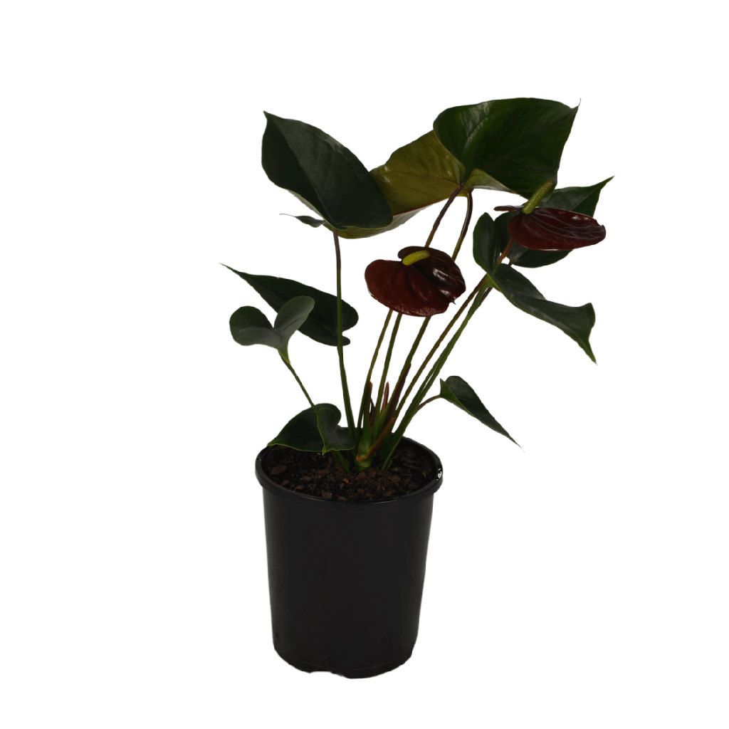 Elegant black flowers amongst dark green foliage