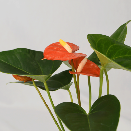 Orange flower with green folliage